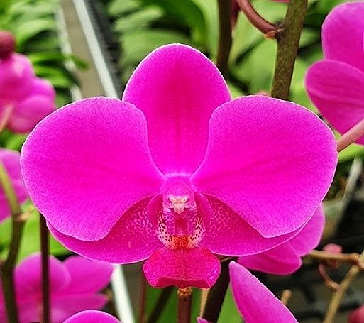 Орхидея фаленопсис сортовая Азия, детка на пне