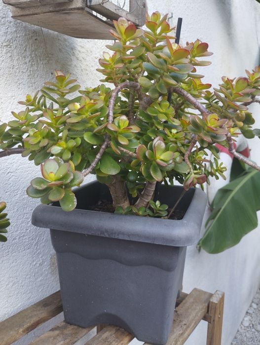 Suculenta Jade (Crassula Ovata)