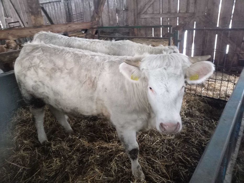 Charolaise jałówki