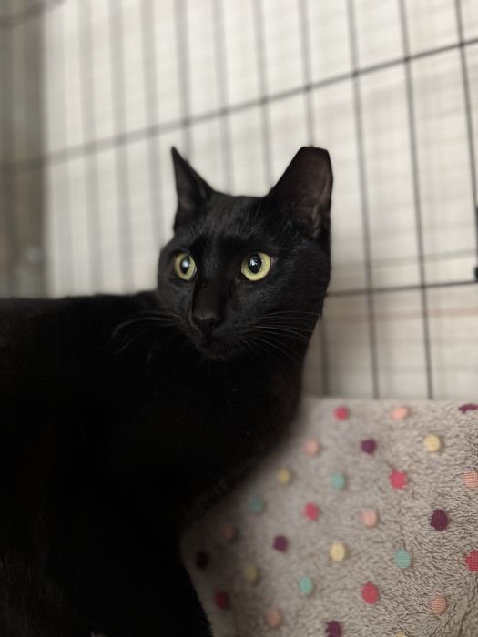 Princesa- A gatinha do rabo cortado!