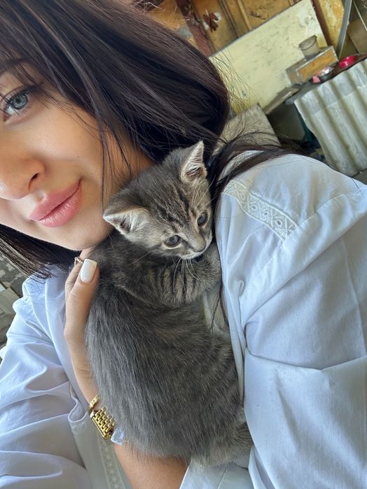 Отдам котёнка в хорошие руки
