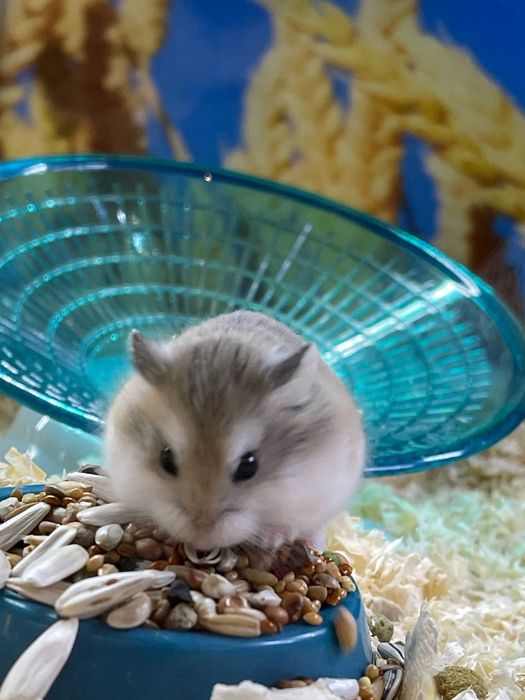 Chomik dżungarski, syryjski, roborowskiego chomiki