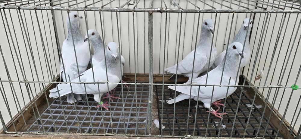 Milki samce samice likwidacja