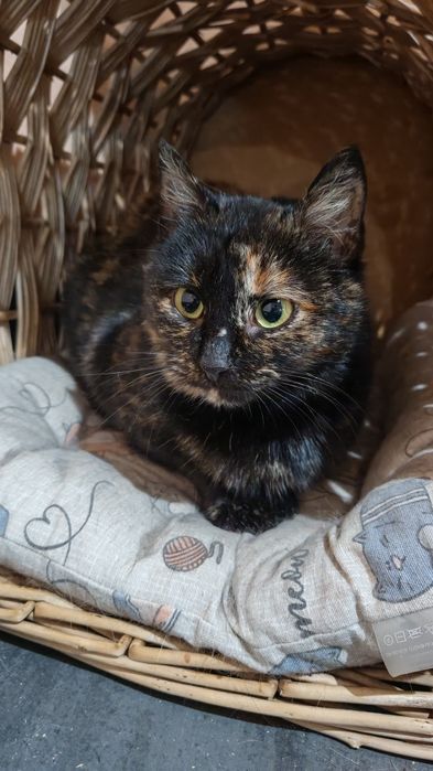 Кошечки в дар хорошим людям