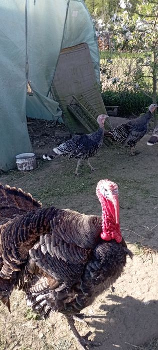 Jajka lęgowe indycze i perliczek