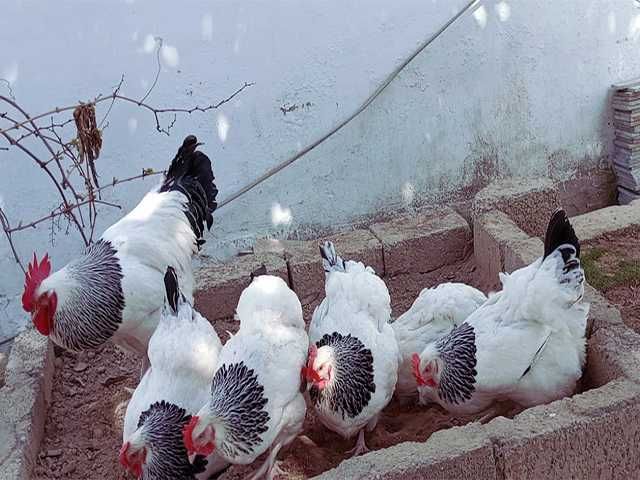 Яйце на інкубацію.Курчат. Суссекс колумбійський, фарфоровий, срібло.