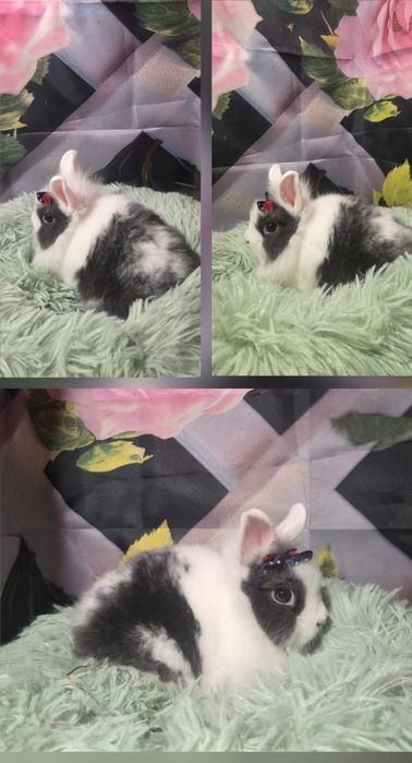 Karzełki Teddy Mini