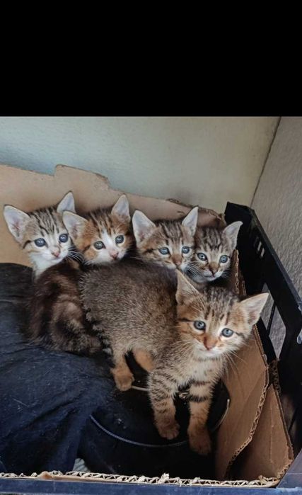 Dou gatinhos bébes!