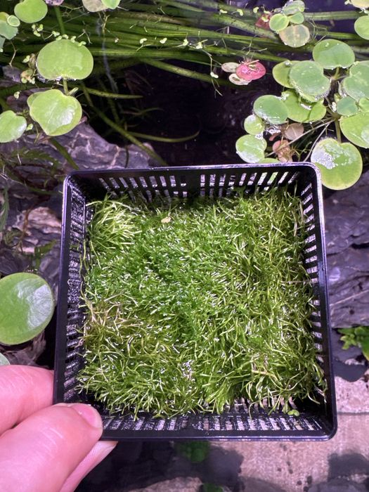 Riccia fluitans - planta para aquario