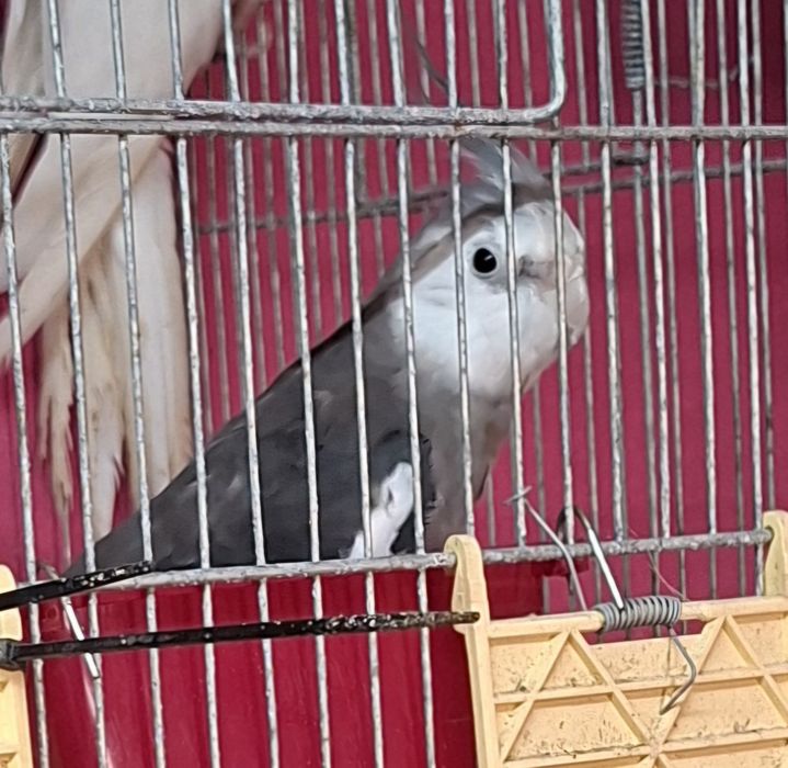 Caturras para cedencia