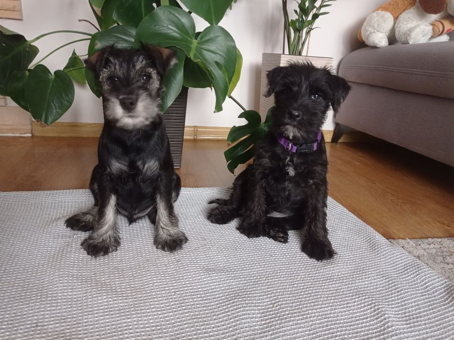 Sznaucer miniaturowy, miniaturka, miniatura