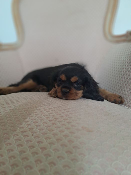 Suczki Cavalier King Charles Spaniel