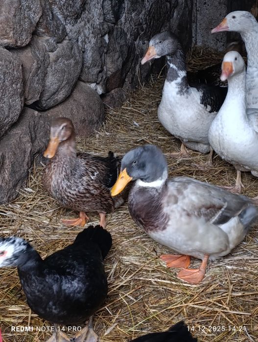 Sprzedam kaczki staropolskie 3 szt