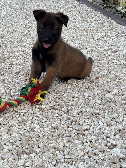 Owczarek belgijski malinois piesek