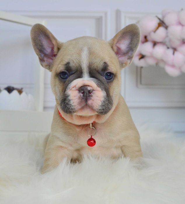 Неймовірні крихітки у пошуках люблячих родин!!!