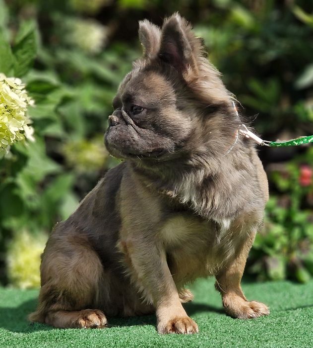Buldog Francuski Fluffy