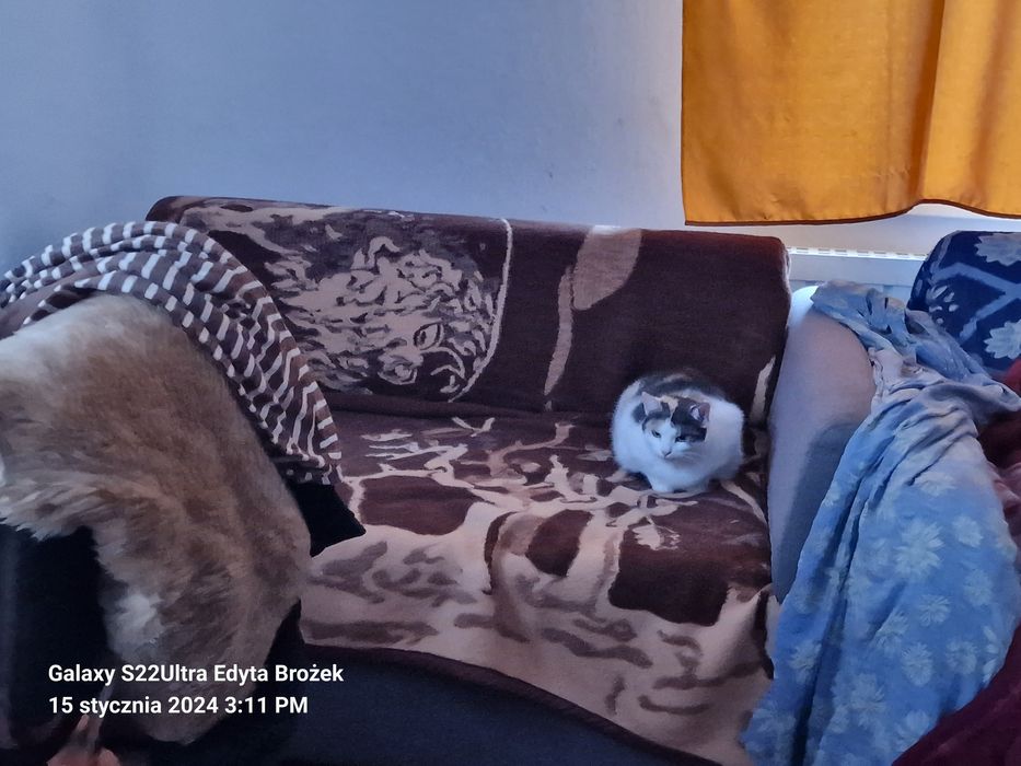 Kotka-Kropka do oddania