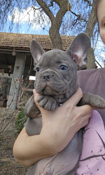 Французький бульдог, документи