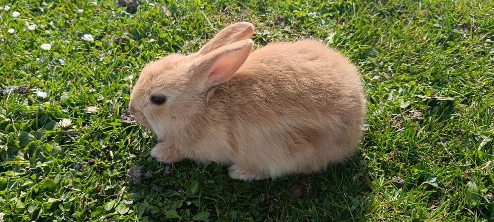 Królik miniaturka samczyk