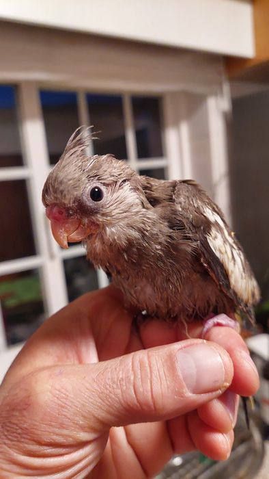 Caturras bebes para acabar de criar a mão