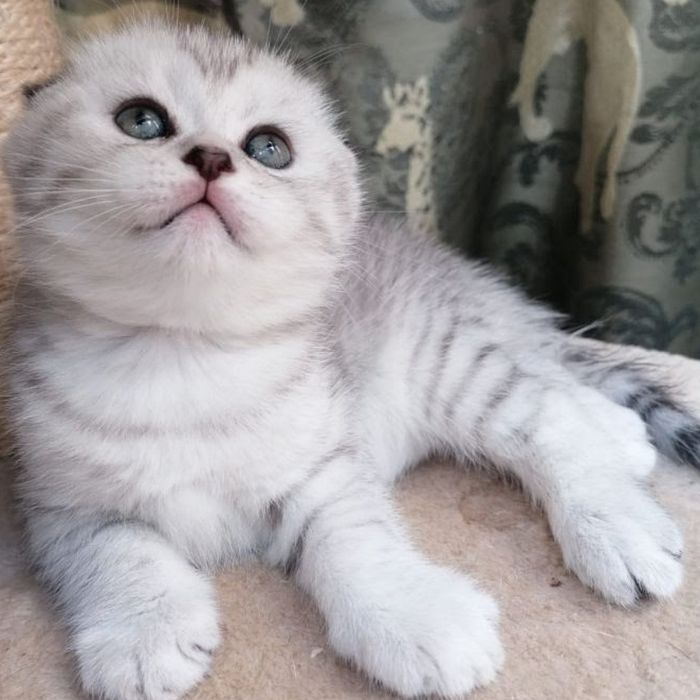 Gatinha Scottish Fold
