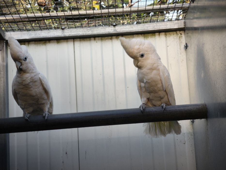 Casal de cacatuas docorpsii 2012 disponível para entrega imediata
