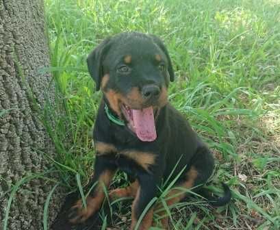 Rottweilers saudáveis e perfeitos