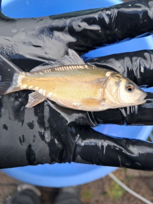 Рибна ферма вирощує карпа