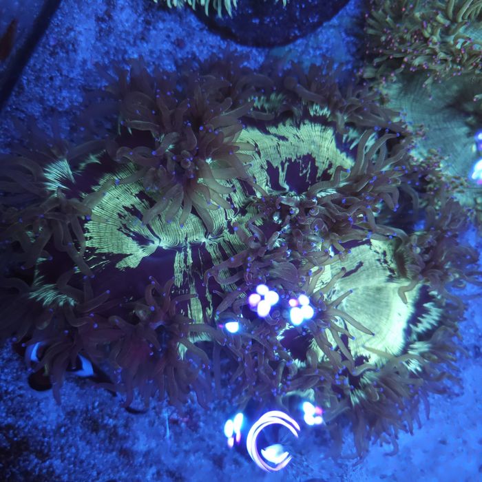 Catalaphyllia jadinei Akwarystyka morska