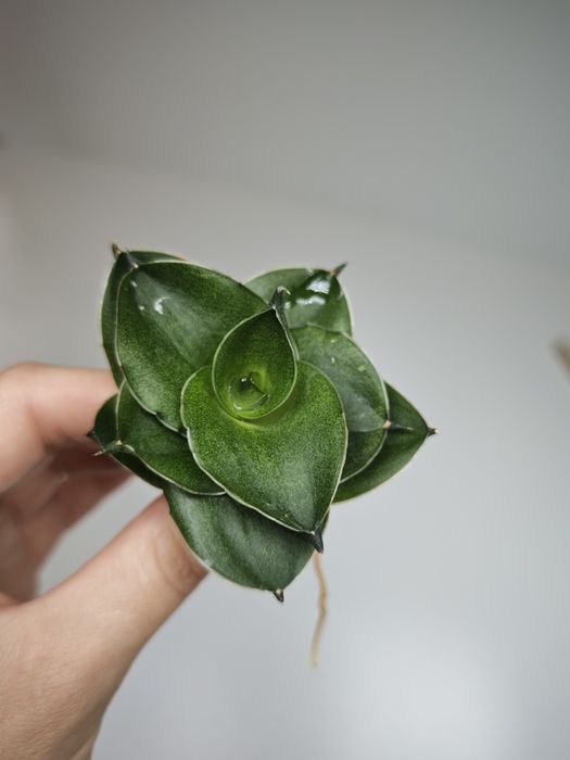 Sansevieria Espresso