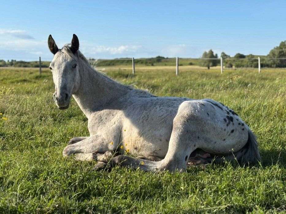 2 letni ogierek tarantowaty!