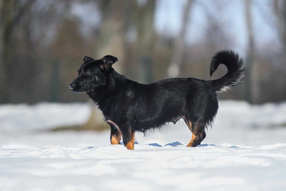 Janka - urocza sunia do adopcji!