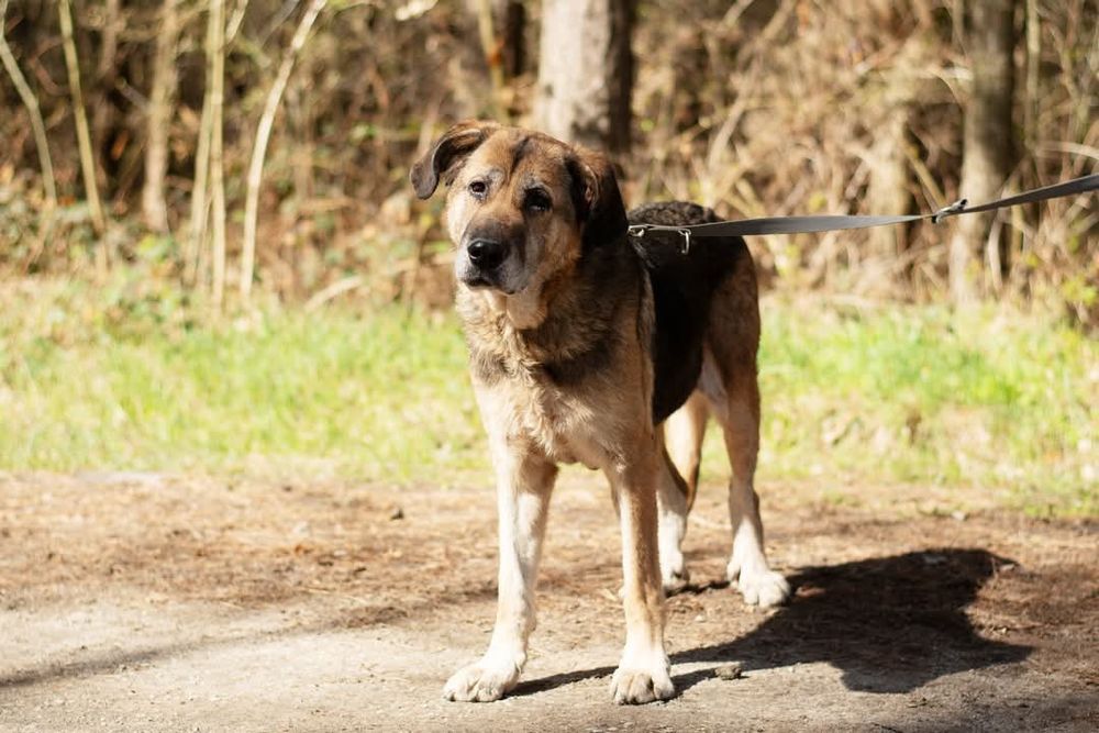 Endira - duża sunia o anielskim charakterze