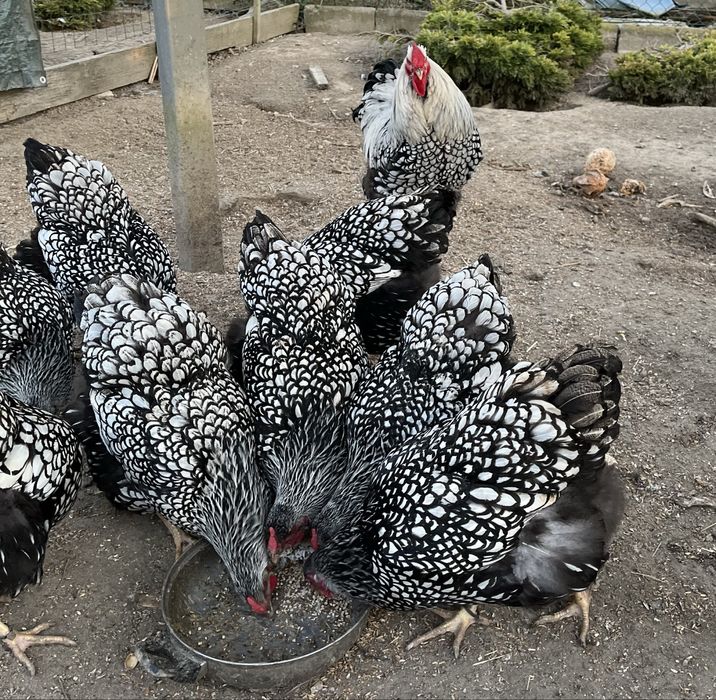 Jaja lęgowe Wyandotte, Marans, Leghorn, Kochin miniaturowy