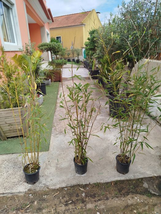 Bambus em vaso 130 cm