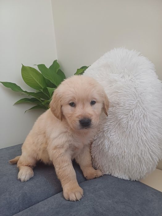 Suczka rasy Golden retriever