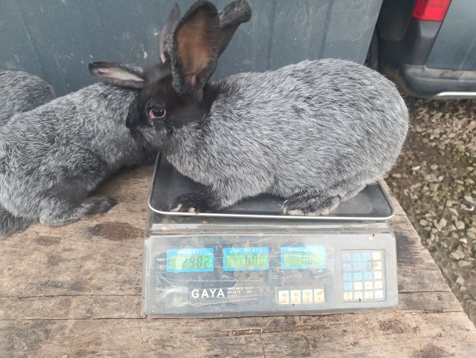 Продаю кролі полтавське срібло