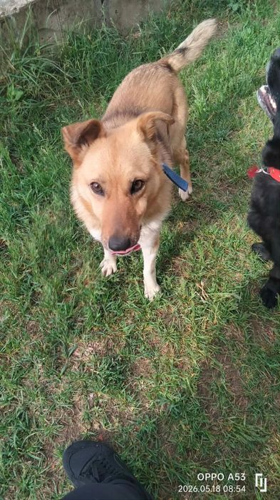 Młodziutka  Mała  Stella do adopcji
