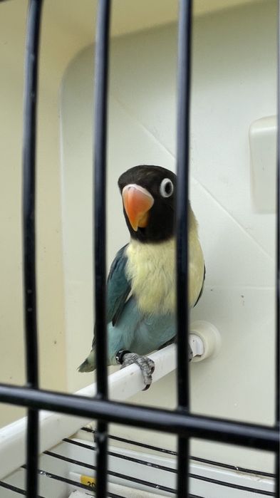 Agapornis personatas