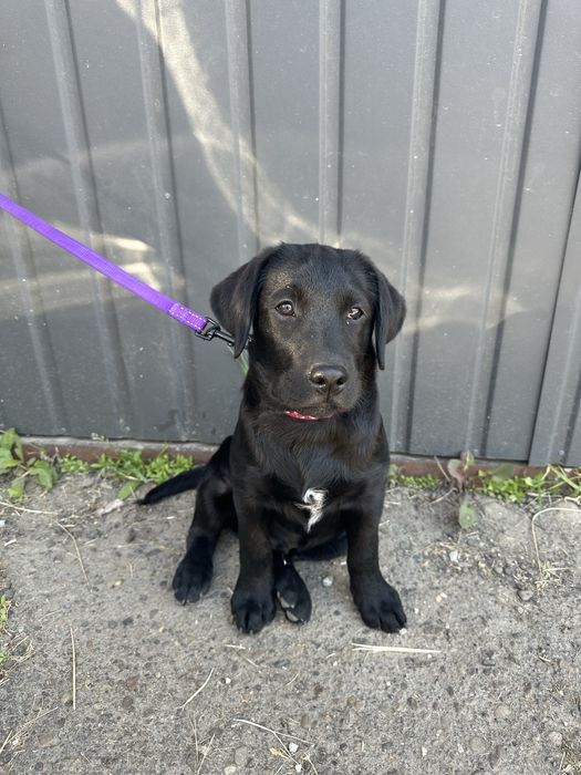 Перевозка животных