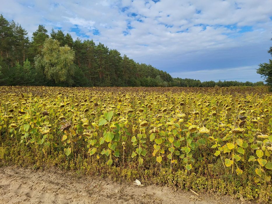 Земельні ділянки ОСГ Вороньківська с/р