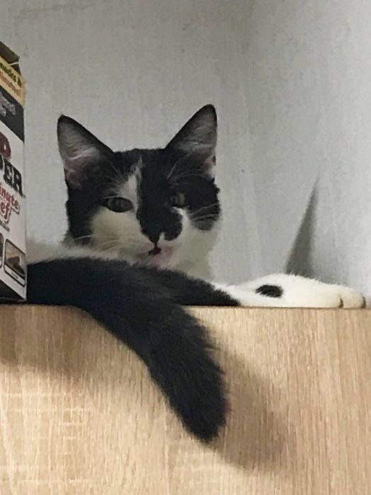 Ласкавий котик в добрі руки