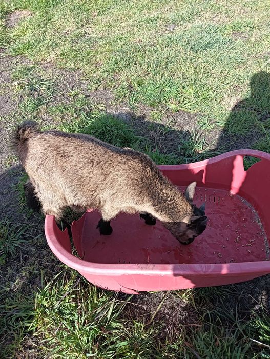 Cabrito macho anão