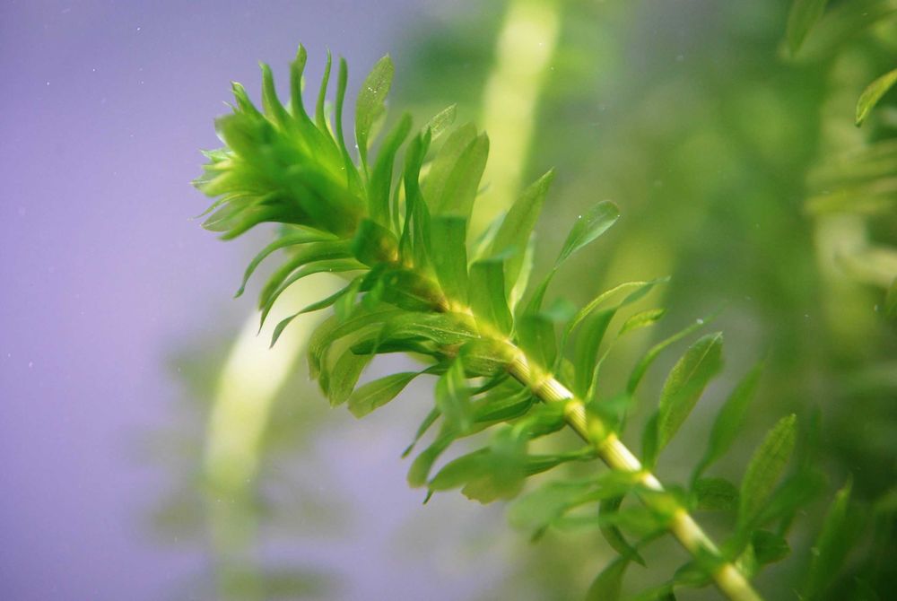 Moczarnica argentyńska - Egeria densa - roślina akwariowa