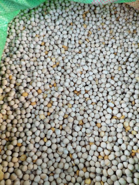 Sprzedam groch na pasze , bobik paszowy