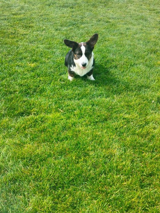 Welsh Corgi Cardigan