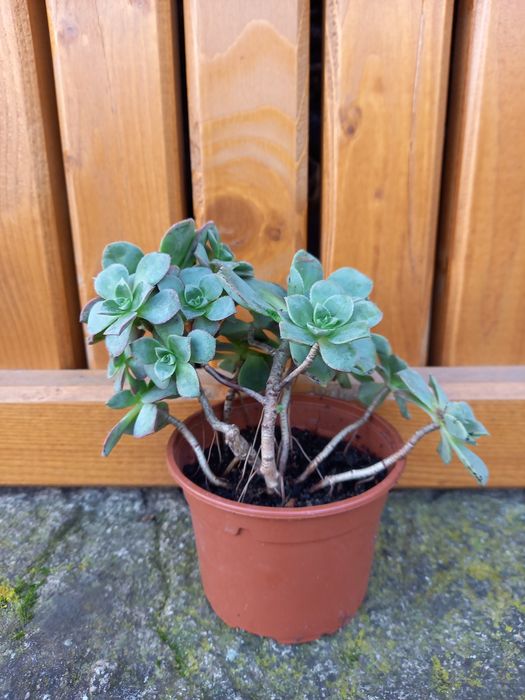 Muda de cato Aeonium