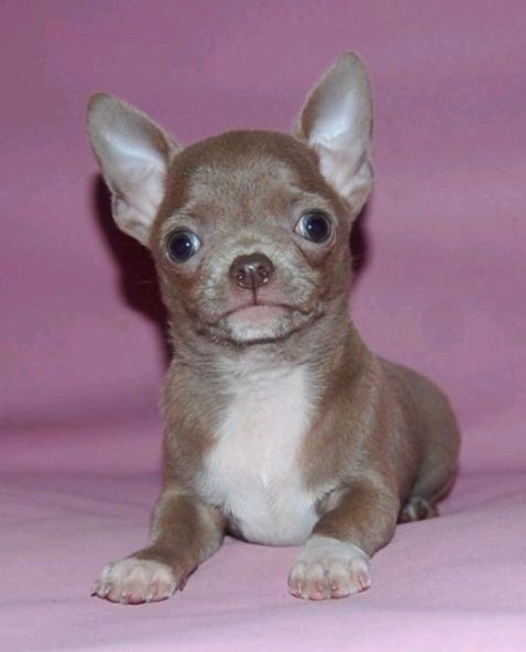 в'язка лілового окраса мініатюрний чіхуахуа хлопчик хлопчик 1.5 кг.