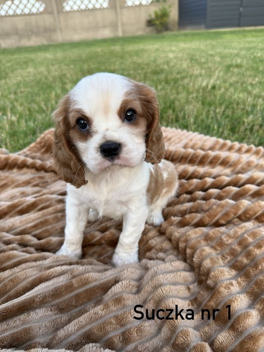 Rezerwacja !! Cavalier King Charles Spaniel