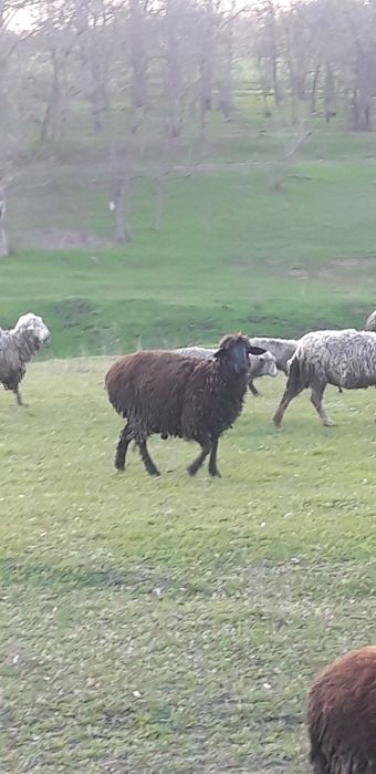 Бараны живой вес